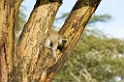 Vervet Monkey